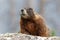 Marmot at Jenny Lake