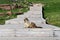 Marmot at Logan`s Pass