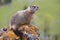 Marmot looking out over rocks