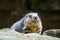 Marmot lying on rock facing the viewer. small rodent from the Alps. Mammal animal