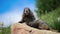Marmot making sentinel lying on a mountain rock