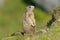 Marmot (Marmota)