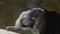 Marmot, Marmota marmota, Cute animal sitting under a stone, nature rock habitat,