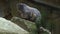 Marmot, Marmota marmota, Cute animal sitting under a stone, nature rock habitat,