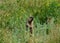 Marmot in a meadow in the steppe