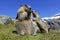 A marmot mother with her curious marmot baby in the high mountains of Austria