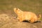 Marmot On Mound Looking Upwards