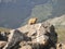 Marmot on Mount Belford