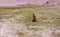 A marmot in the mountain in Leh, Ladakh, North of India