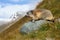 Marmot in mountains