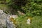 Marmot in the moutains of vercors