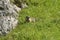 Marmot in the moutains of vercors