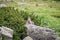 Marmot in the natural environment. Tatra Mountains. Poland.