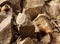 Marmot Pair Among Rocks