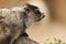 Marmot peering over a Rock in the Alaska Range