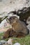 Marmot Resting on the Tundra