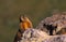 Marmot on a rock