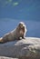 Marmot on a rock