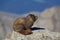 Marmot on a Rock