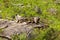 Marmot of the Rocky Mountains in Canada