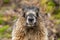 Marmot of the Rocky Mountains in Canada