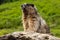 Marmot of the Rocky Mountains in Canada