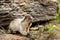 Marmot of the Rocky Mountains in Canada