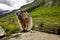 Marmot of the Rocky Mountains in Canada
