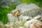 Marmot Rodent in Rocks
