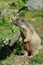 Marmot screaming - Saas Fee, landmark attraction in Switzerland