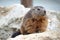Marmot sitting on cliff