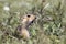 Marmot sitting in the grass and screaming about the dangers