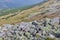 Marmot sitting on stones in Tatra mountains