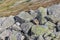 Marmot sitting on stones in Tatra mountains