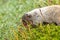 marmot sniffing at dew covered grass in meadow