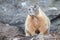 Marmot standing alert at rock base