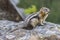 Marmot standing on back legs