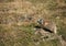 Marmot standing guard