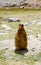 A Marmot standing upright on its hind legs.