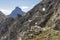 Marmot Stands Alone On Rock Outcropping