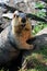 Marmot on stone