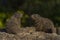 Marmot on stone in sunny nice summer morning