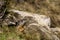 Marmot among the stones