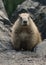 Marmot on the summit of Hurricane Hill, Olympic National Park, Washington