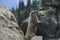 Marmot on the summit of Hurricane Hill , Olympic National Park, Washington