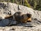 Marmot Sunning Itself On Granite Rock