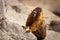 Marmot watching