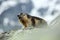 Marmota marmota. Photographed in Austria. Free nature. Mountains.