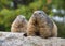 Marmots