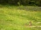 Marmots of the Dolomites